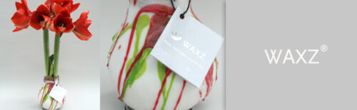 Amarylka ve vosku_WAXZ® - Art Vermeer - Image 4