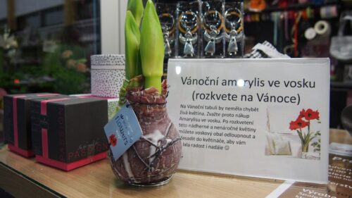 Amarylka ve vosku_WAXZ® - Art Vermeer - Image 2