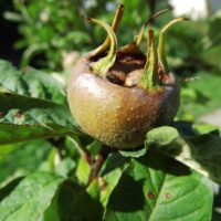 Mišpule obecná 'Westerveld'
