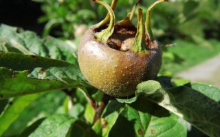 Mišpule obecná 'Westerveld'