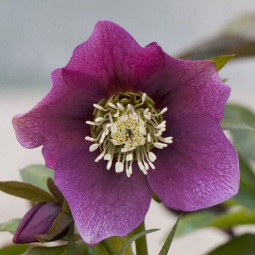 Helleborus Čemeřice, Pretty Ellen Mix, P 12 - Obrázek 1