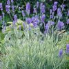 Lavandula angustifolia 'Platinum Blonde' - C2L