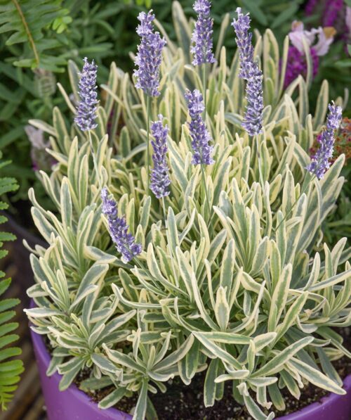 Lavandula angustifolia 'Platinum Blonde' - Obrázek 2