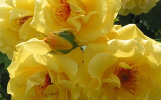 ROSA KORDES 'Golden Gate'