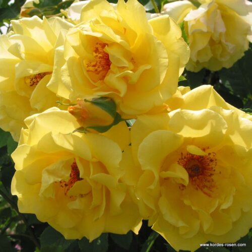 ROSA KORDES 'Golden Gate' - Obrázek 1
