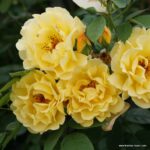 ROSA KORDES 'Golden Gate' - Obrázek 2