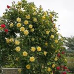 ROSA KORDES 'Golden Gate' - Obrázek 3