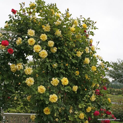 ROSA KORDES 'Golden Gate' - Obrázek 3