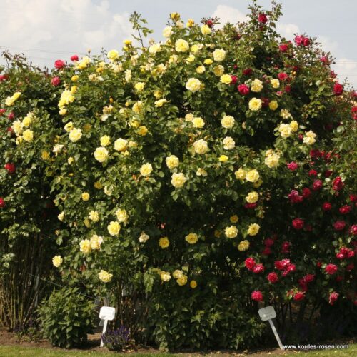 ROSA KORDES 'Golden Gate' - Obrázek 4