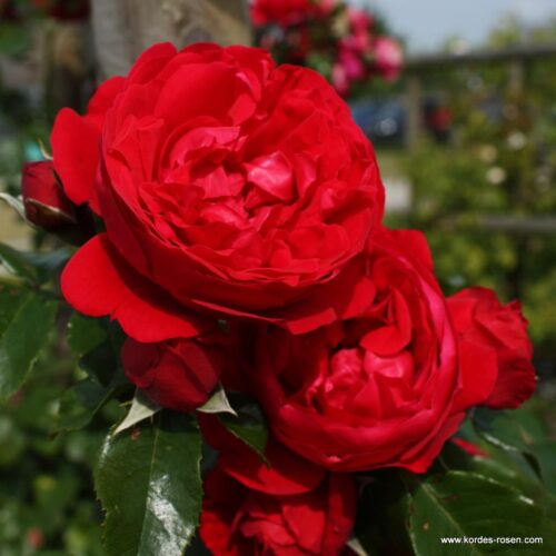 ROSA KORDES 'Florentina'® - Obrázek 3