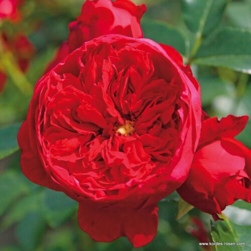ROSA KORDES 'Florentina'® - Obrázek 2