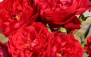 ROSA KORDES 'Florentina'®