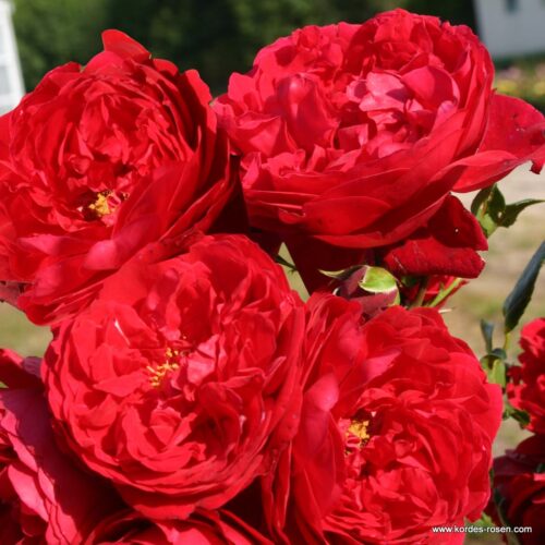 ROSA KORDES 'Florentina'® - Obrázek 1