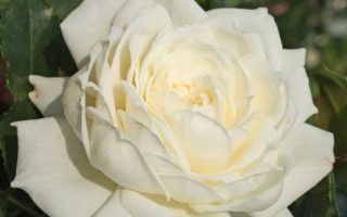 ROSA KORDES 2L Alaska / Future – Kordes 2014, pnoucí