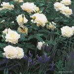 ROSA KORDES 2L Memoire–Kordes 1992, čajohybrid - Obrázek 2