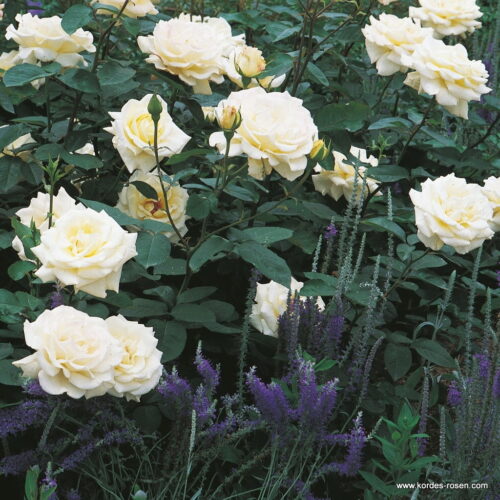 ROSA KORDES 2L Memoire–Kordes 1992, čajohybrid - Obrázek 2