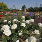 ROSA KORDES 2L Memoire–Kordes 1992, čajohybrid - Obrázek 3