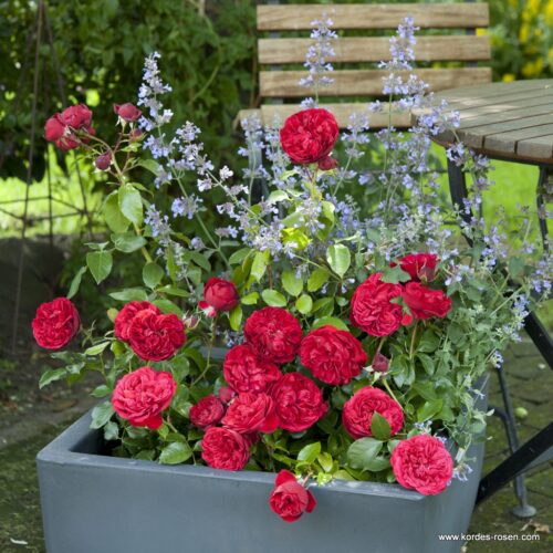 ROSA KORDES 2L Out of Rosenheim– Kordes 2010, mnohokvěté - Obrázek 3