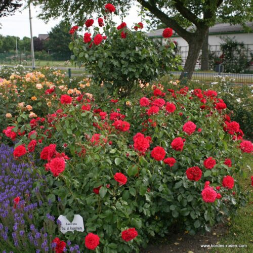 ROSA KORDES 2L Out of Rosenheim– Kordes 2010, mnohokvěté - Obrázek 2