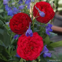 ROSA KORDES 2L Out of Rosenheim– Kordes 2010, mnohokvěté
