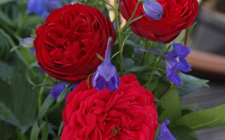 ROSA KORDES 2L Out of Rosenheim– Kordes 2010, mnohokvěté