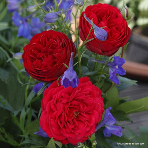 ROSA KORDES 2L Out of Rosenheim– Kordes 2010, mnohokvěté - Obrázek 1