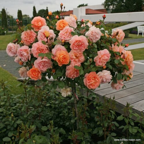 ROSA KORDES, Schöne vom See® - TERROSA® 9 litrů - Obrázek 7