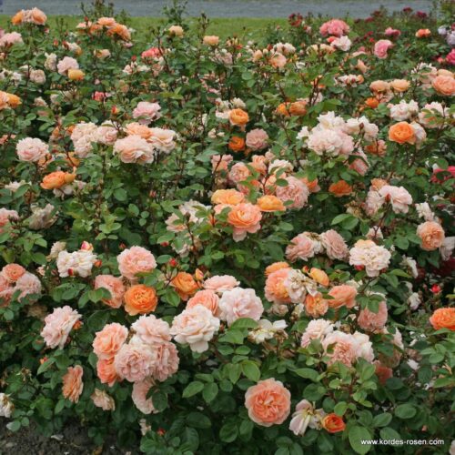 ROSA KORDES, Schöne vom See® - TERROSA® 9 litrů - Obrázek 6