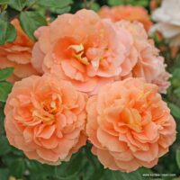 ROSA KORDES, Schöne vom See® - TERROSA® 9 litrů