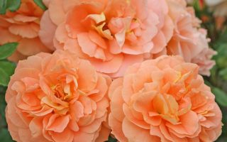 ROSA KORDES, Schöne vom See® - TERROSA® 9 litrů