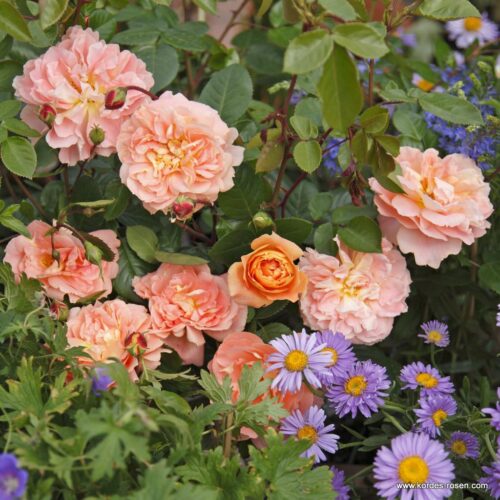 ROSA KORDES, Schöne vom See® - TERROSA® 9 litrů - Obrázek 5