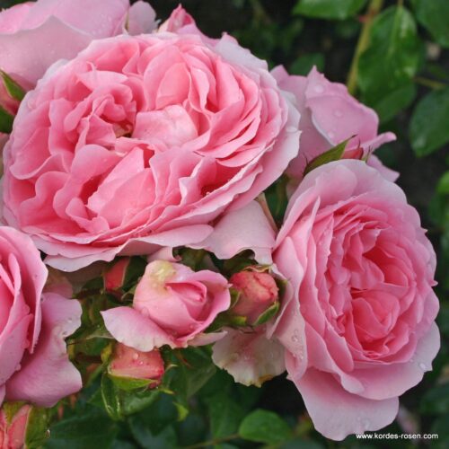 ROSA KORDES, Rosenfee® - Obrázek 3