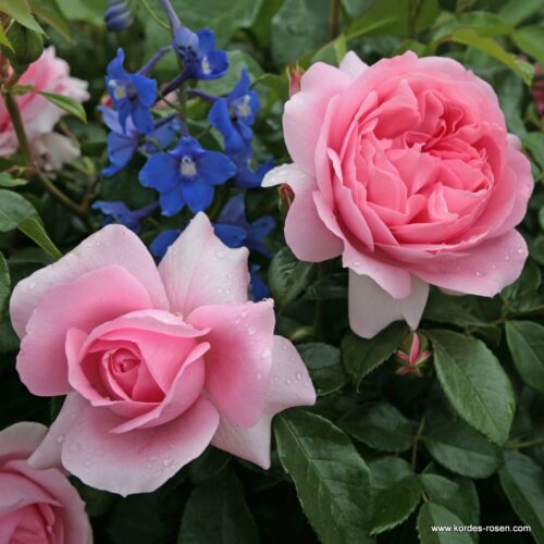 ROSA KORDES, Rosenfee® - Obrázek 1