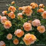 ROSA KORDES, Portorož® - Obrázek 3
