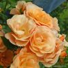 ROSA KORDES, Portorož® - 2 L