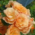 ROSA KORDES, Portorož®