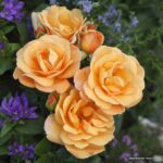 ROSA KORDES, Portorož® - Obrázek 2