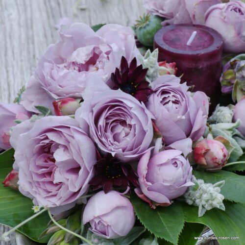 ROSA KORDES, Novalis® - Obrázek 3