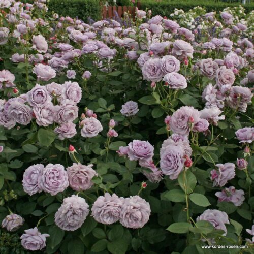 ROSA KORDES, Novalis® - Obrázek 4
