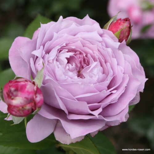 ROSA KORDES, Novalis® - Obrázek 1