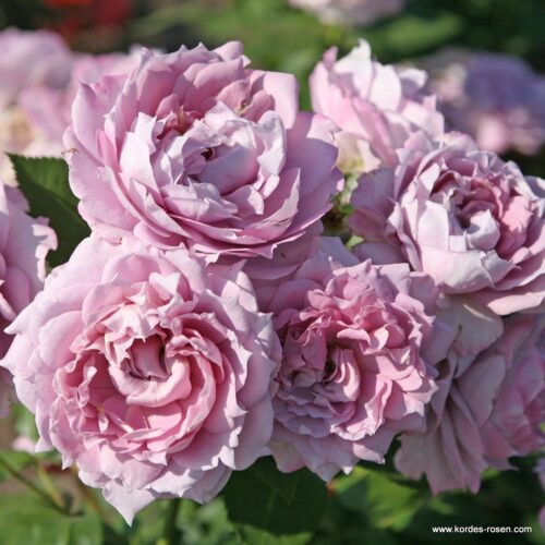 ROSA KORDES, Novalis® - Obrázek 2