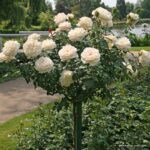 ROSA KORDES, Lions-Rose® - TERROSA® 9 litrů - Obrázek 6