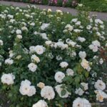 ROSA KORDES, Lions-Rose® - TERROSA® 9 litrů - Obrázek 7