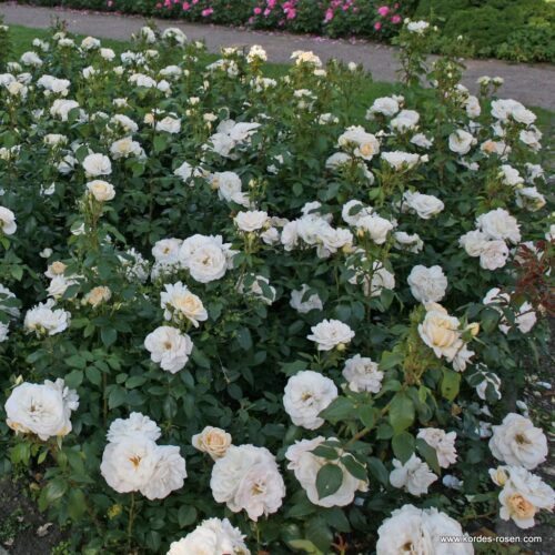 ROSA KORDES, Lions-Rose® - TERROSA® 9 litrů - Obrázek 7