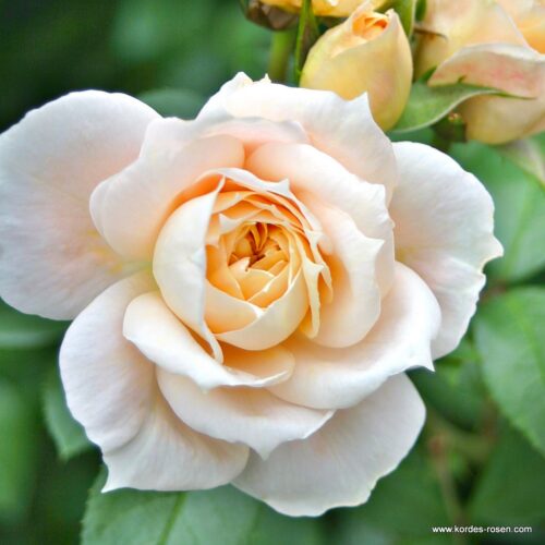 ROSA KORDES, Lions-Rose® - TERROSA® 9 litrů - Obrázek 5