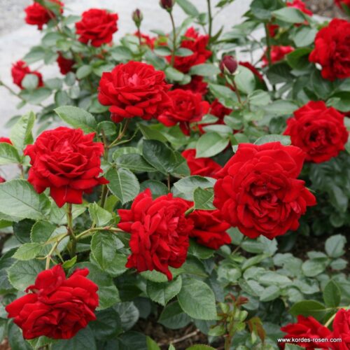 ROSA KORDES, Jugendliebe® - Obrázek 2