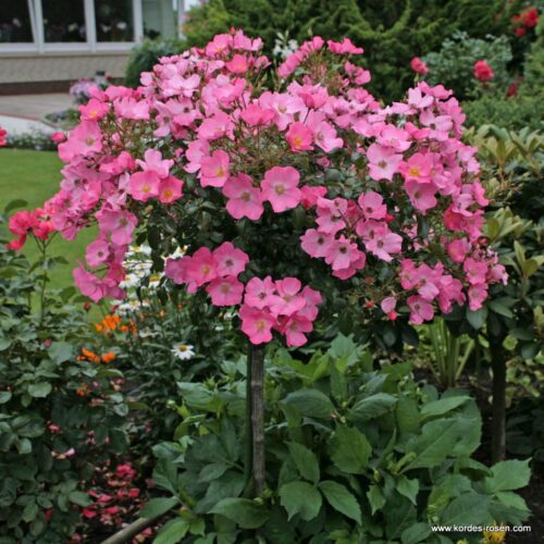 ROSA KORDES, Fortuna® - Image 2