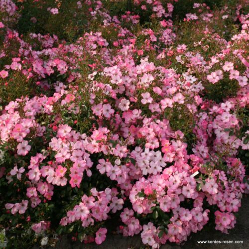 ROSA KORDES, Fortuna® - Image 3