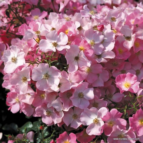 ROSA KORDES, Fortuna® - Image 1