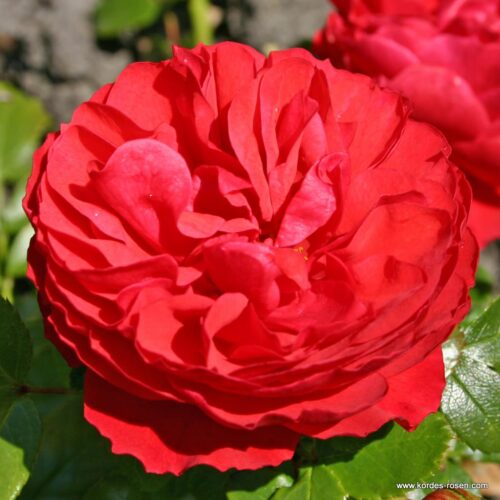 ROSA KORDES, Cherry Girl® - Obrázek 2